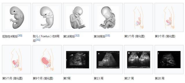 胎儿生殖器成型的时间及其发育过程