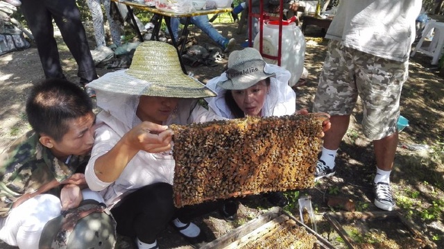 广东省昆虫研究所与蜂蜜的奥秘