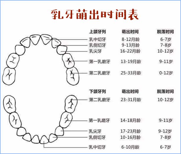 孩子几个月长牙，牙齿生长规律与注意事项